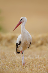 White Stork (Ciconia ciconia) searching for food on a stubble field near Frankfurt, Germany.