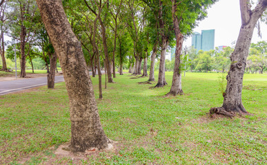 The lawn in the garden is bright green. On a cloudy day