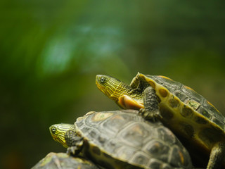 Naklejka premium a little Asian turtle