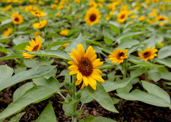 Fresh yellow sunflower that is blooming