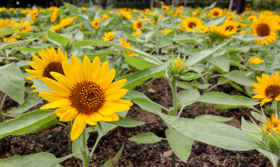 Fresh yellow sunflower that is blooming