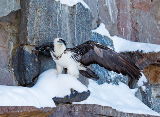 The bearded vulture. It's a large bird of prey, standing about 1.2 m (4 ft) high.