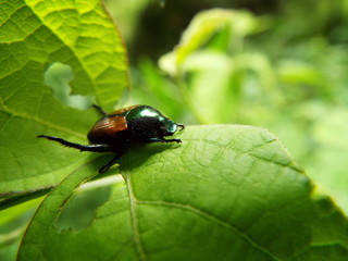 マメコガネ japanese beetle