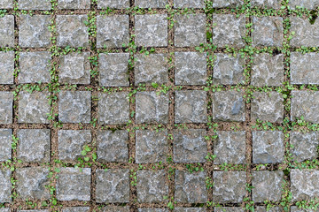 Close up Background and texture of floor made from cement blocks and between the joints has a green grass.