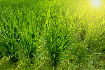 Rice plants that are growing naturally, bright green