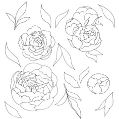 Set of leaves and flowers of peony. Vector illustration