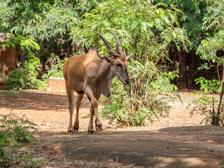 Deer are beautiful animals