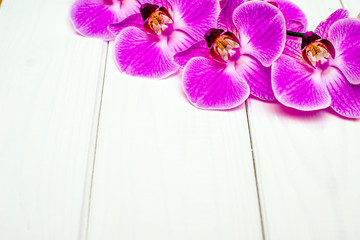      The branch of purple orchids on white fabric background 