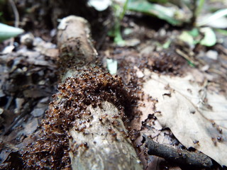 アリの行列 a line of ants