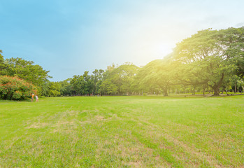 The grass field and the trees in the park are bright green.