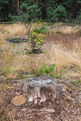 Woods trunk in deforestation blast woodsd. Blurred trees behind, dried forest nature degradation, environment control. Vertical orientation, nobody