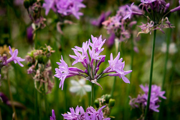 Beutiful light purple flower with lots of blurred siblings surrounding.