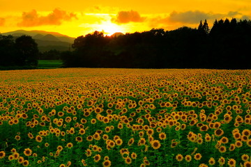 Obraz premium 岩手県 夕焼けのひまわり畑