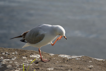 Seagull on the beach scratching beak