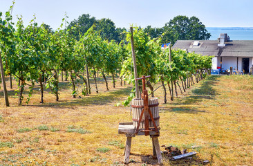 Wine press on the Baltic Sea on a vineyard in Loddin. Usedom Island.