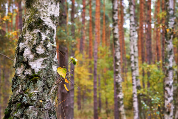 Birch trunk in the birch forest with blurred background.