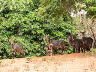 Deer are beautiful animals