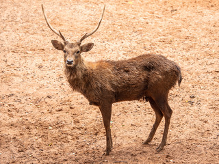 Deer are beautiful animals