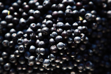 Wild berry. Blueberries Berries lie in basket . Berries are harvested in the forest.