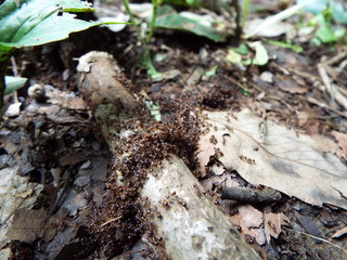 アリの行列 a line of ants