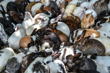 The Top view background of group Rabbits are eating the food