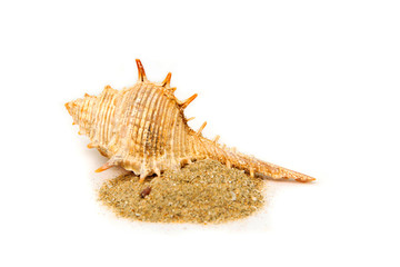Obraz premium Sea shell Put on the sand isolated on white background
