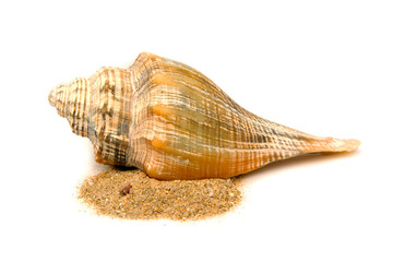 Sea shell upside down Put on the sand isolated on white background