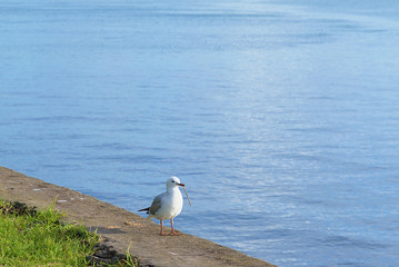 Sea gull with green grass