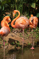 Flamingo is the most beautiful in the world