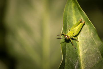 The little grasshopper.