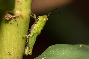 The little grasshopper.