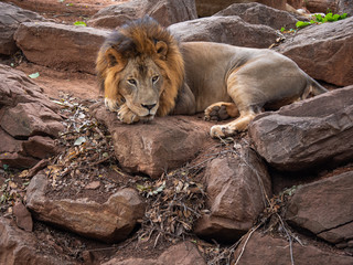 Lion the king of wildlife