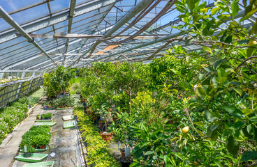 greenhouse scenery