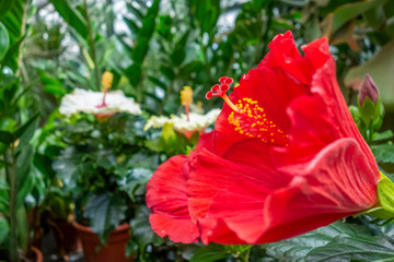 red flower