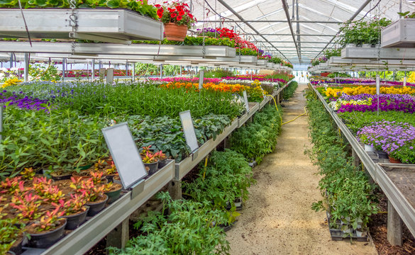 greenhouse scenery