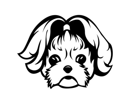 shih tzu vector illustration in black and white 