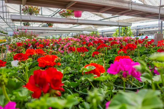 greenhouse scenery