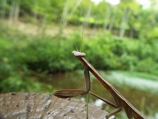カマキリ mantis