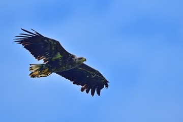 青空バックに元気に飛び回るオジロワシの幼鳥