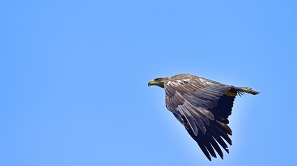 青空バックに元気に飛び回るオジロワシの幼鳥