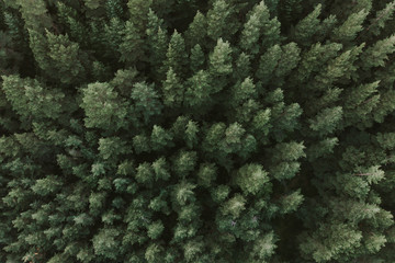 green leaf background