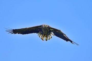 青空バックに元気に飛び回るオジロワシの幼鳥