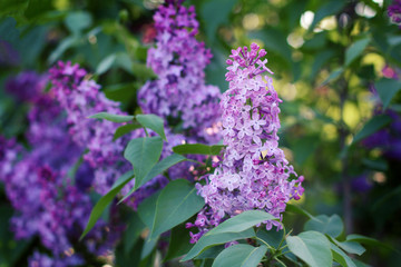 Obraz premium beautiful lilac branch. beautiful spring background, close-up