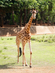 The giraffe is the highest animal