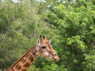 The giraffe is the highest animal