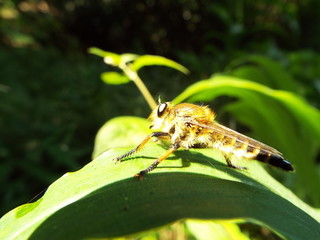 シオヤアブ horsefly