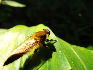 シオヤアブ horsefly