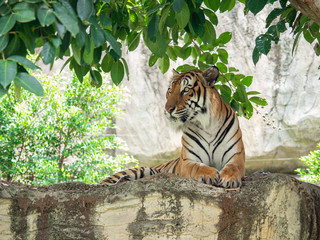 Obrazy na Szkle  Tygrysy są dużymi mięsożercami