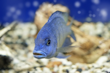 Cichlid aquarium fish underwater. One blue Haplochromis moorii exotic aquarium fish swims in water. Selective focus.