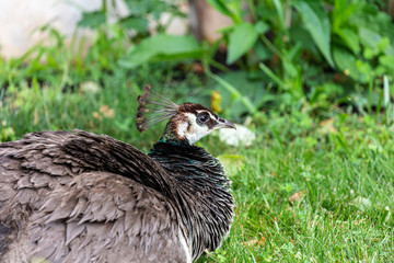 Female peacock on grass